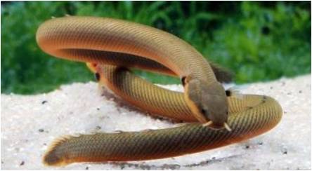 Akvariumas gyvatė žuvys: veislių, pasirinkimas, priežiūros, atkūrimo