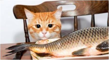 Ar galima maitinti katinas su žuvimis ir kurie yra apribojimai?
