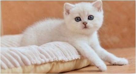 Baltos britų katės: veislės aprašymas ir turinys