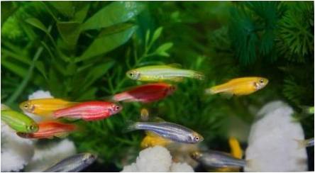 Dryžuotas akvariumas žuvys: Peržiūrėta ir funkcijos