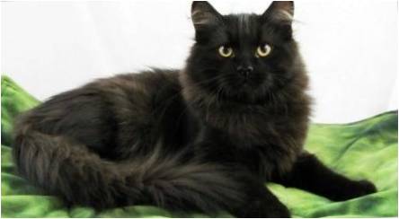 Juodosios Sibiro katė: veislės aprašymas ir spalvų savybės