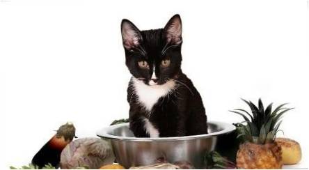 Kaip pasirinkti vegetarišką ir veganų maistą katėms?
