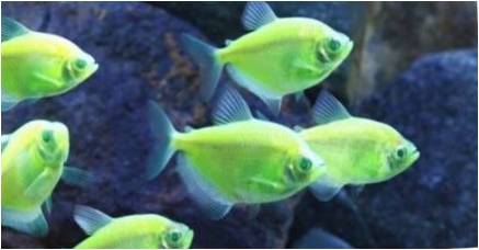 Karamelė anketa Ternation: akvariumas žuvies turinys ir rūpestinga už jį