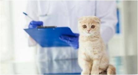 Kastravimas ir sterilizavimas Škotijos katės ir katės: savybės ir amžius