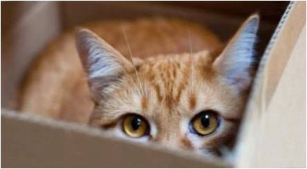 Kodėl katės mėgsta dėžes ir paketai?