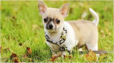 Pliusai ir trūkumai Chihuahua veislės