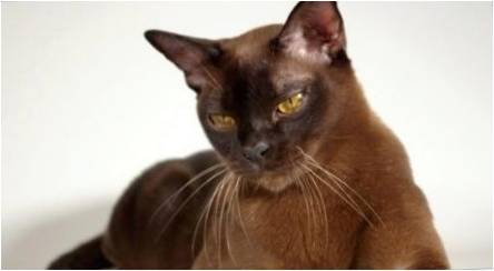 Populiarios rudos katės veislės ir katės