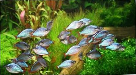 Rainbits: akvariumo žuvų rūšys ir jų turinio ypatybės