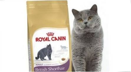 "Royal Canin" katės dangos apžvalga