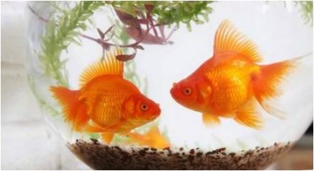 Turinys Goldfish ir rūpintis jų