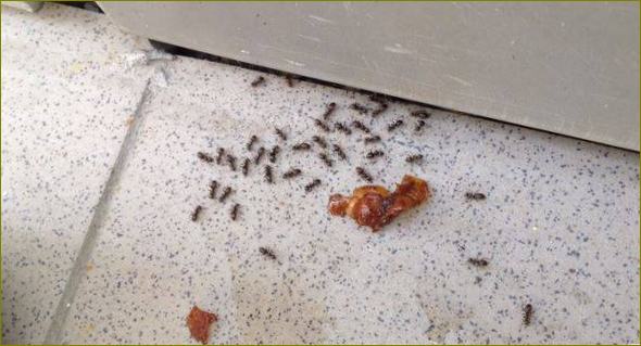 Diatominės žemės naudojimas skruzdėlėms sulaikyti