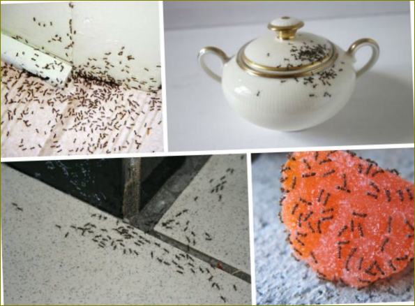 Kokius pavojus kelia skruzdės bute?