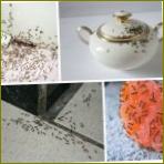 Kokius pavojus kelia skruzdės bute?