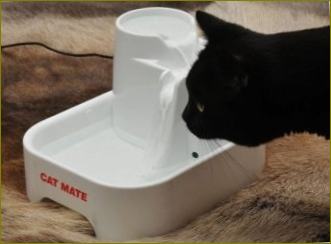 Kačių tualetas: automatinis kačių gertuvė