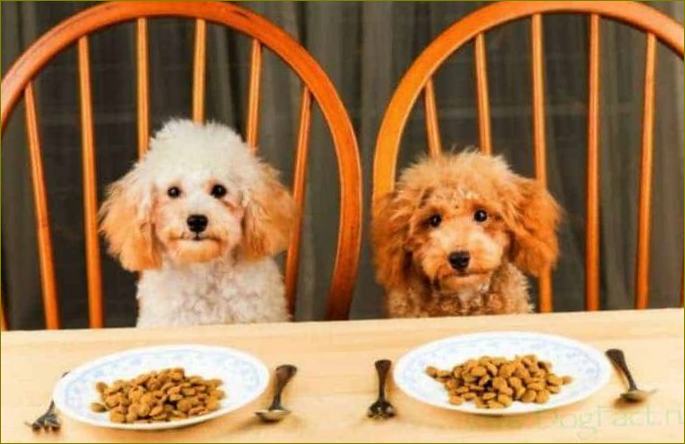 Šunų maisto vertinimas