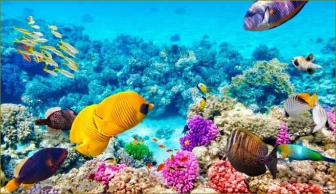 Cheminiai filtrai oksibenzonas ir oktinoksas daro žalingą poveikį žuvims ir koraliniams rifams