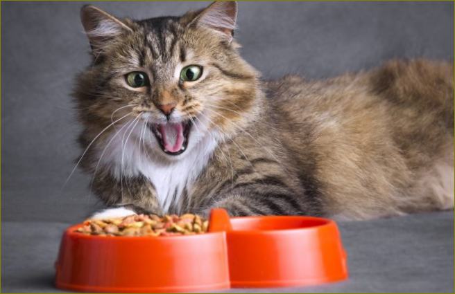 Holistinis kačių maisto įvertinimas