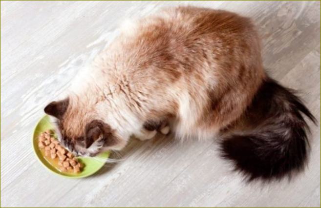 Geriausi kačių maisto asortimentai