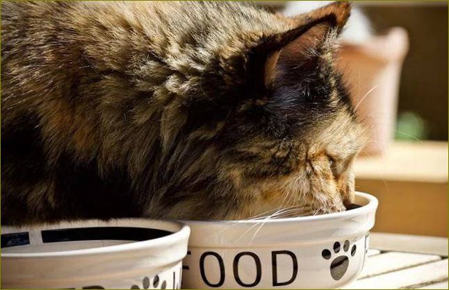 Geriausias maistas sterilizuotoms katėms