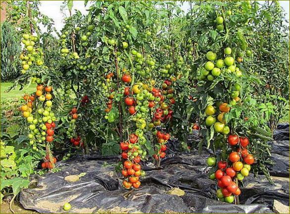 Didelio derlingumo pomidorų veislės sode
