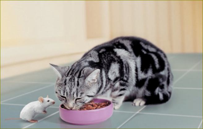 10 geriausių sterilizuotų kačių maisto produktų: įvertinimas, nauda, pasirinkimas, kaina, apžvalgos