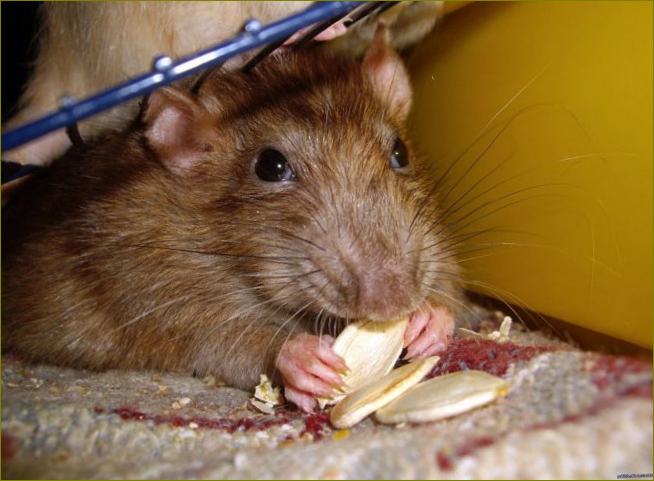 Kas atbaido žiurkes ir peles?