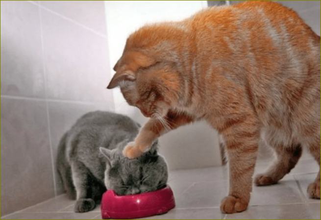 10 geriausių maisto produktų sterilizuotoms katėms: įvertinimas, naudingos savybės, ką pasirinkti, kaina, apžvalgos