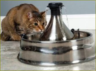 Kačių gertuvė: automatinis kačių gertuvė
