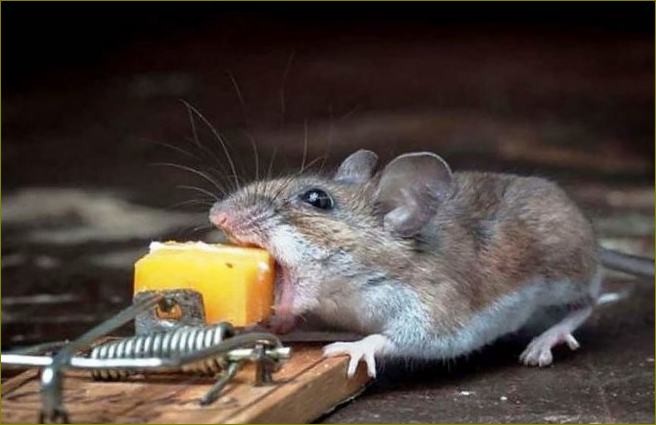 Kaip veikia peles atbaidančios priemonės, kokią atbaidymo priemonę geriau įsigyti