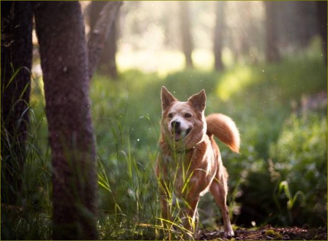 Miške žaidžiantis šuo