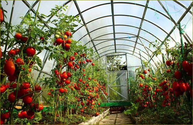 Geriausios pomidorų veislės šiltnamiams