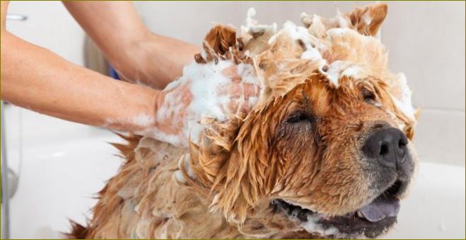Šunų valymas šampūnu nuo blusų