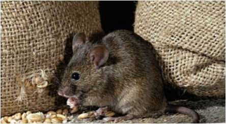 Pelės baimė: nuo ligos ir išlaisvinimo būdų aprašymas