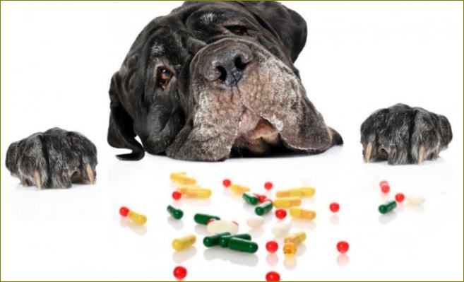 Geriausi vitaminai šunims