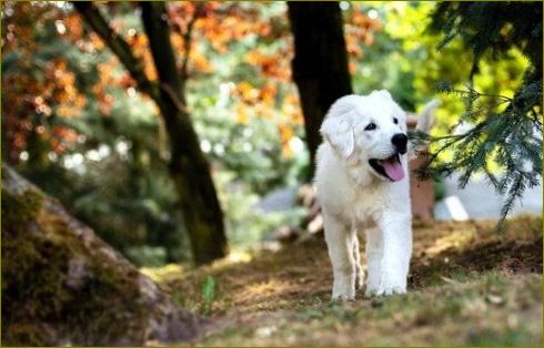 Linksmas labradoro pasivaikščiojimas miške